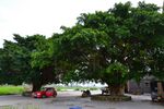 This photo was taken in Xinchuliao Village, Shantou, Guangdong Province,China. In most of the village, there are different kind of big trees in the important place of the village. Some are in the entance of the village. Some are in the center of the village. Children will play fun here, and the old will play chess here. And they are the democracy center of the village. Villagers discuss and decide important things here.