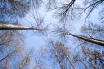 Those are the foliage of trees in a reserved forest at Stuttgart. All of the foliage have covered the sky and they have also maintained their own territory respectively. They never conflict with others territory but also represent their own status.