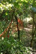 Building the forest play landscape (2)
