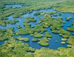 The mangrove is a dense, tree or shrub-like formation of woody vegetation of 1 to 30 meters in height. It is composed of one or more species of mangrove and contains few herbaceous or climbing species. Coasral wetlands, especially mangroves, provide a wide variety of environmental services: they are sites of nourishment, refuge and growth of juvenile crustacea and fish, and as such they sustain a large part of fishery production, but are also used as a fuel (firewood), have a high aesthetic and recreational value, act as a natural flood control mechanism and as barriers against hurricanes and saline intrusion, control erosion and protects the coasts.