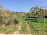 A cherry garden in the Vaihingen an der Enz which has an important role in earning money as well as in the ecosystem of this area. (Amirhossein)