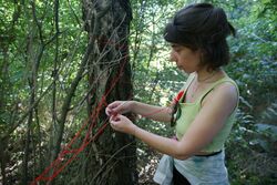 Building the forest play landscape (1)