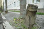 It is an art piece of the artist Joseph Beuys, that he created during the Documenta in 1982. 7000 oak trees are spread over the whole city and are marked by the basalt stones at the base of the trees. It is a symbol for the close connection of Kassel and the Documenta art exhibition.