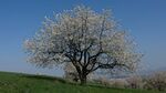 apple orchard (N48° 36,395'/E9° 25,838')typical cultural landscape in the Swabian Alb, Germany, strong connection to native land and agricultural history, high value for recreational activities.