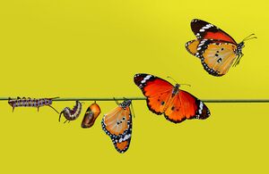 Butterfly hlab web.jpg