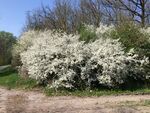 Flowering bushes in the Vaihingen an der Enz region which has an important role in plination services. (Negar)