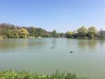 The Ensinger lake in Vaihingen an der Enz is a proper location for birds such as ducks and gooses and also a suitable place for recreation. (Negar)