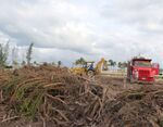 Soldiers guarded and anti-riot elements surrounded the zone, as 150 truks and cranes cleared the Tajamar mangrove without saving flora and fauna. All this was confirmed by Aracely Dominguez, president of the Mayab Ecologist Group (GEMA, Grupo Ecologista del Mayab), who witnessed what happened. “As Mexicans, it hurt us to witness that instead of using the public force against criminals, they are using it against citizens and against the environment. It is truly embarrassing to see that the government is doing this, to see that it does not have neither political nor social sensitivity”, complained Domíngez in an interview for Mongabay. A Catholic Chorch basilica –the biggest in Latin America-, shopping malls, offices and more than 3,000 homes plan to be built in the area. This puts the survival of crocodiles, snakes, herons and plant species under risk. One of this species is the white mangrove, which is listed as a threatened species under Mexican law MOM-059.