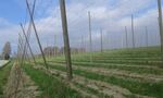 The Hallertau in Bavaria is the largest single hop-growing region in the world with over 14,000 hectares and more than 1,300 hop farms. This structures are a symbol of the history and the economical activity of the area. In current times less people form the community work in hop production and is actually a place for seasonal work. (N 48°33’37.64” E 11°46’40.61”)