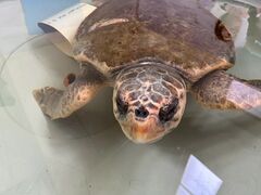 We discovered a hospital for sea turtles in a former fish auction hall